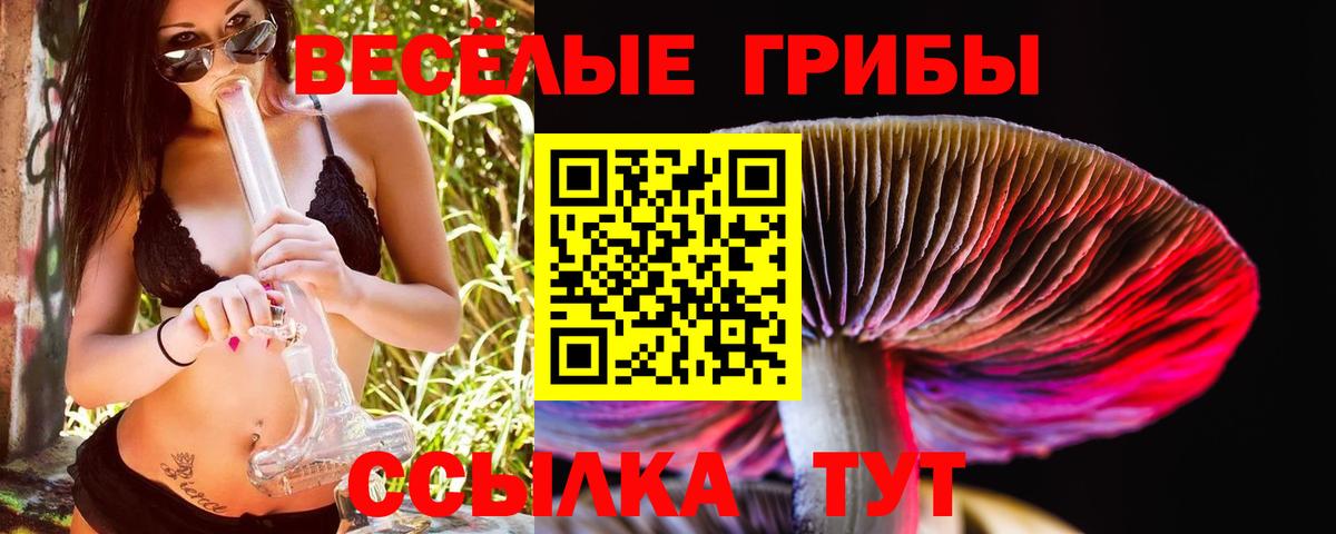 Галлюциногенные грибы Psilocybe Чернушка